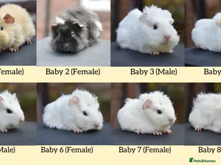 Guinea Pig rodents Baby Guinea Pigs Looking For New Homes - Advert 5