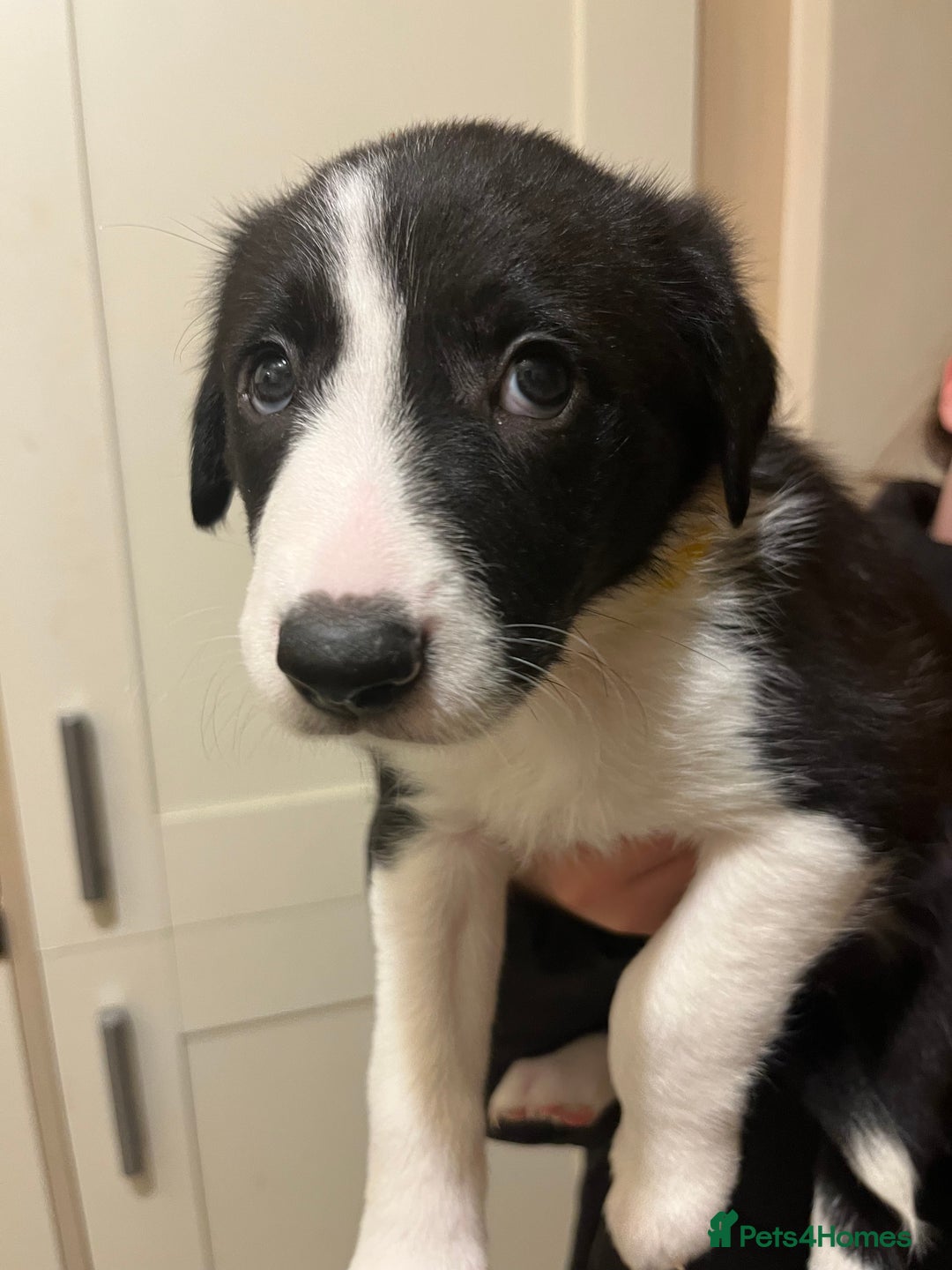Border Collie dogs for sale: Border Collie puppies from working parents - Advert 5