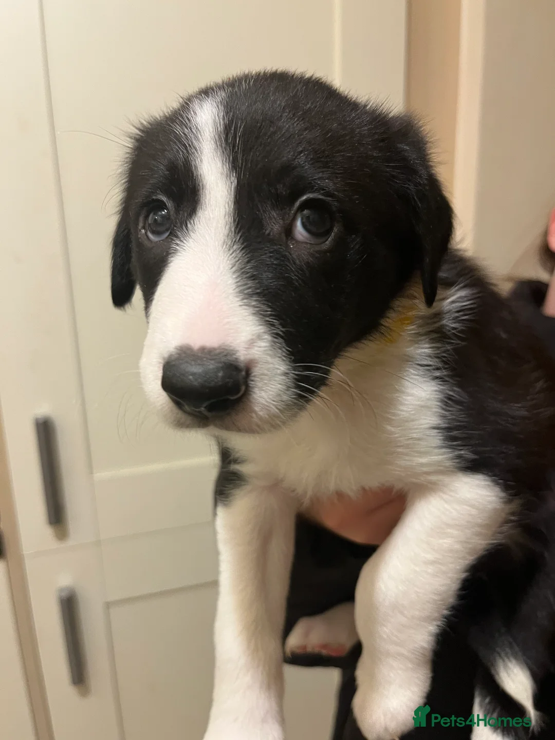 Border Collie dogs for sale: Border Collie puppies from working parents - Advert 5