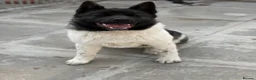 Akita dogs for sale: KC Registered American Akita Puppy - Advert 2