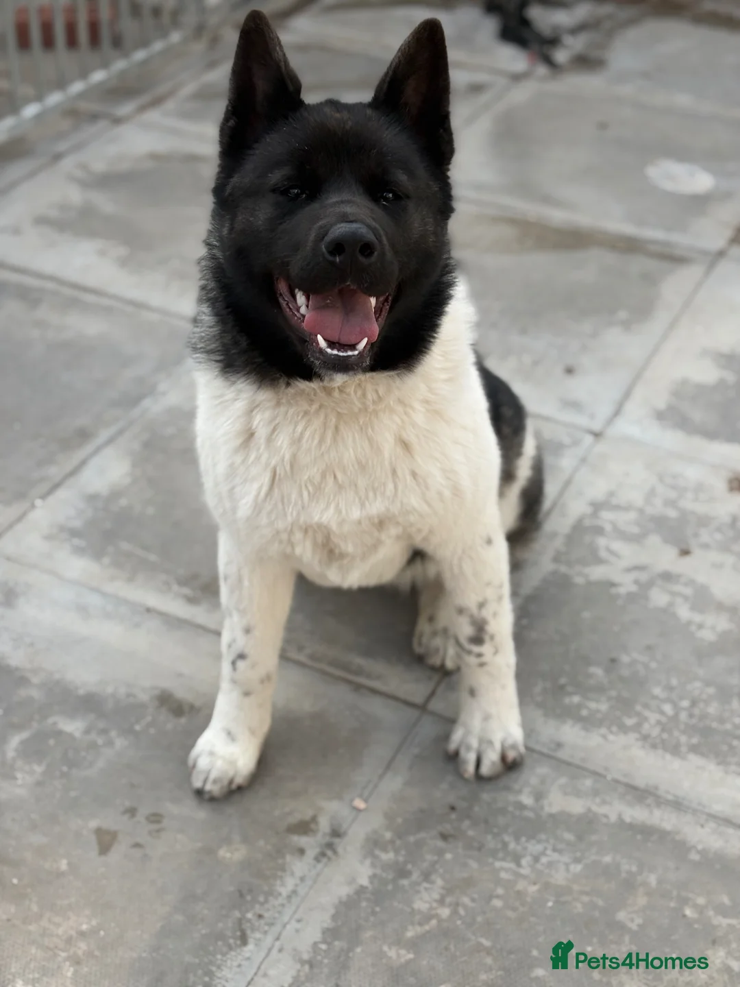 Akita dogs for sale: KC Registered American Akita Puppy - Advert 2