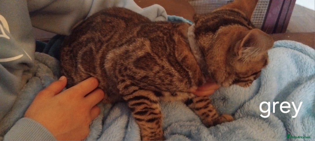 Bengal cats for sale: Bengal cats - Image 7