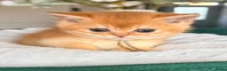 British Shorthair cats for sale: 5 stunning golden bsh kittens  - Advert 30
