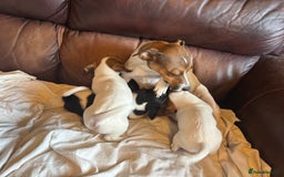 Jack Russell dogs for sale: Jack Russell puppies for sale - Image 16