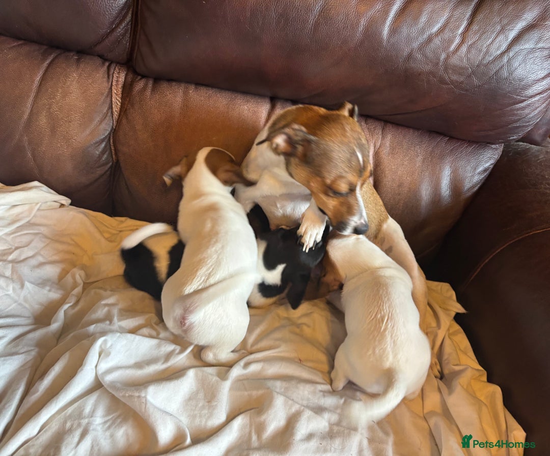 Jack Russell dogs for sale: Jack Russell puppies for sale - Image 16