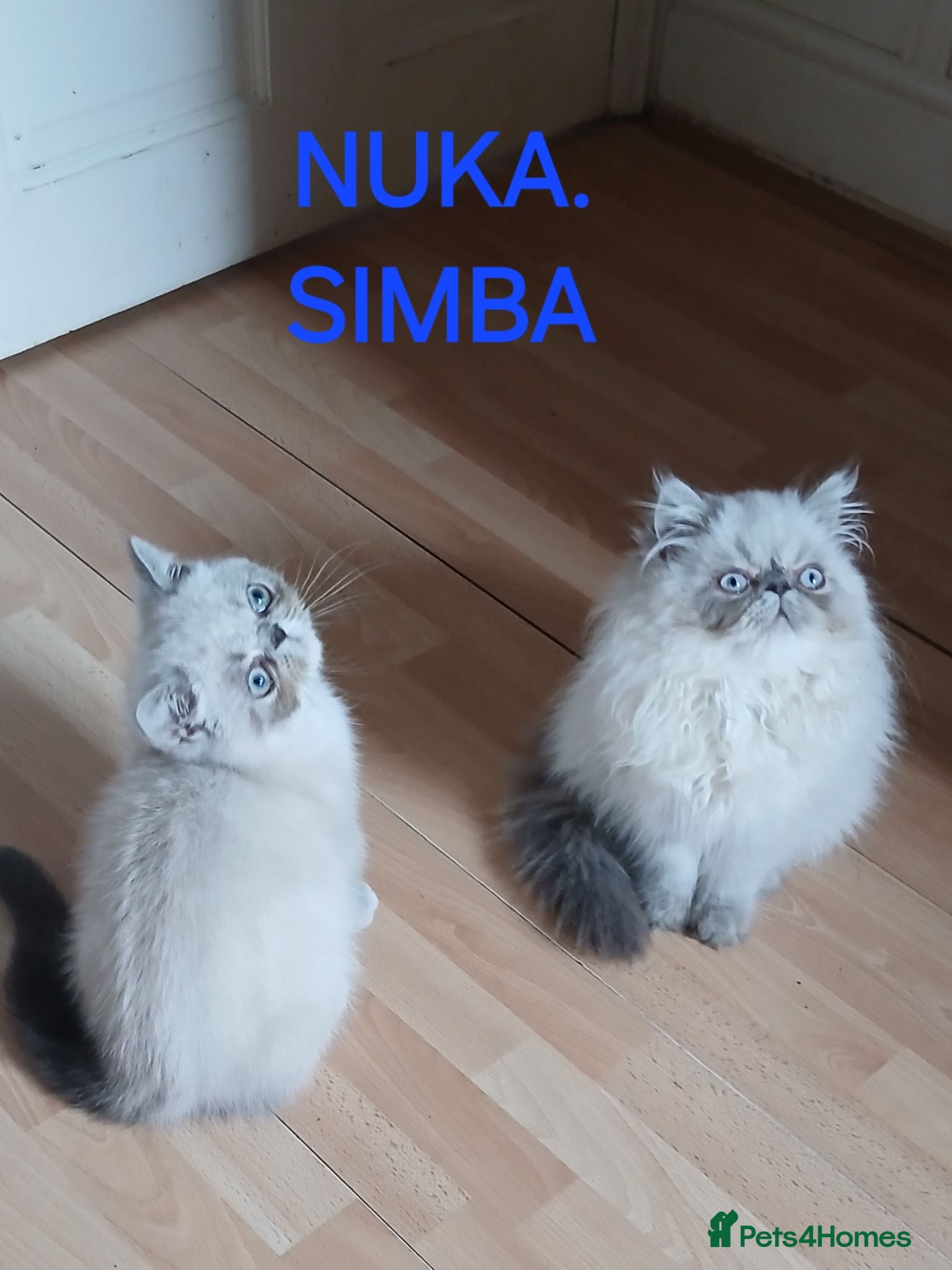 Exotic cats PEDIGREE GCCF PERSIAN EXOTIC BABIES - Advert 10