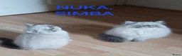 Exotic cats for sale: PEDIGREE GCCF PERSIAN EXOTIC BABIES - Advert 9