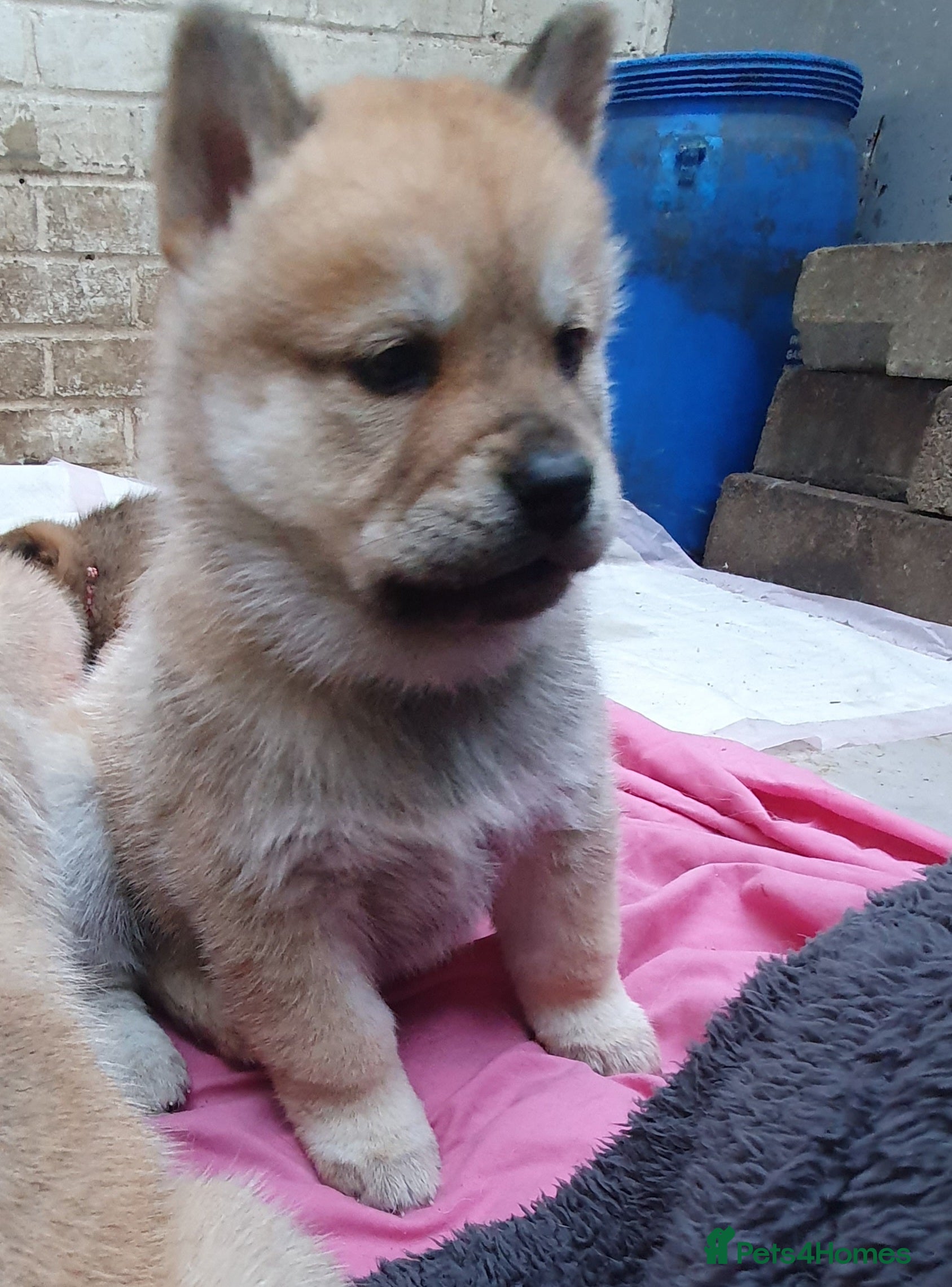 Mixed Breed dogs Chowsky chow chow x siberian husky  - Advert 18