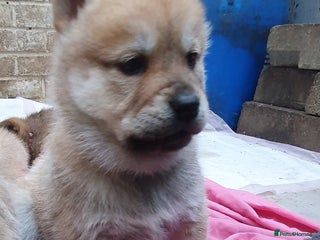 Mixed Breed dogs Chowsky chow chow x siberian husky - Advert 6