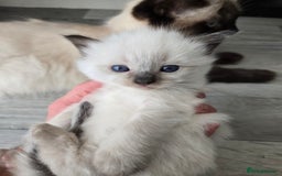 Ragdoll cats for sale: 4 Stunning Ragdolls (ready in August) in Bristol - Image 3