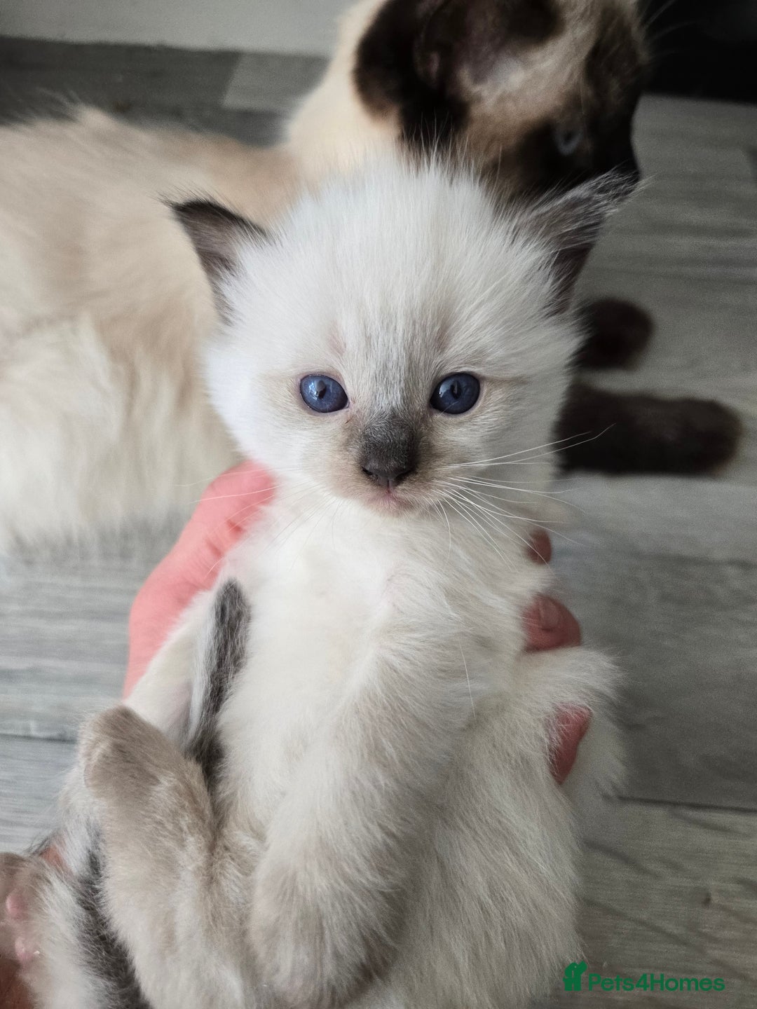 Ragdoll cats for sale: 4 Stunning Ragdolls (ready in August) in Bristol - Image 3