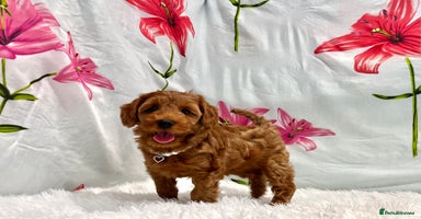 Cockapoo dogs - Advert 2
