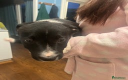 Smooth Collie dogs for sale: Collie x kelpie pups - Advert 7