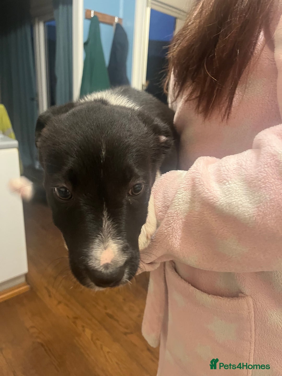 Smooth Collie dogs for sale: Collie x kelpie pups - Advert 7