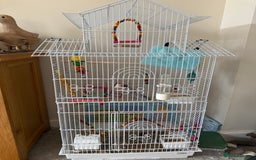 Budgerigars birds for sale: Budgie and set up for sale  - Image 2