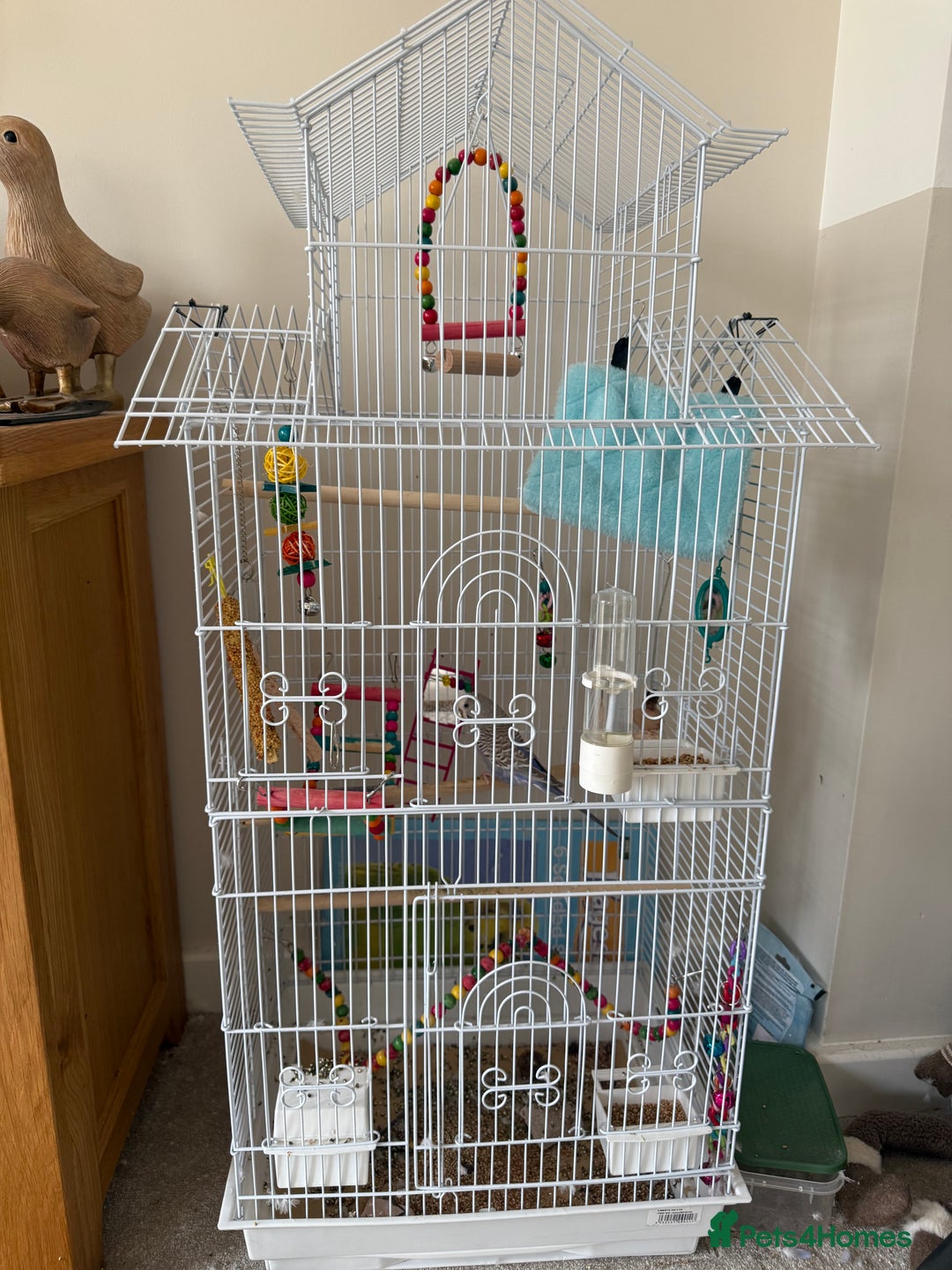 Budgerigars birds for sale: Budgie and set up for sale  - Image 2