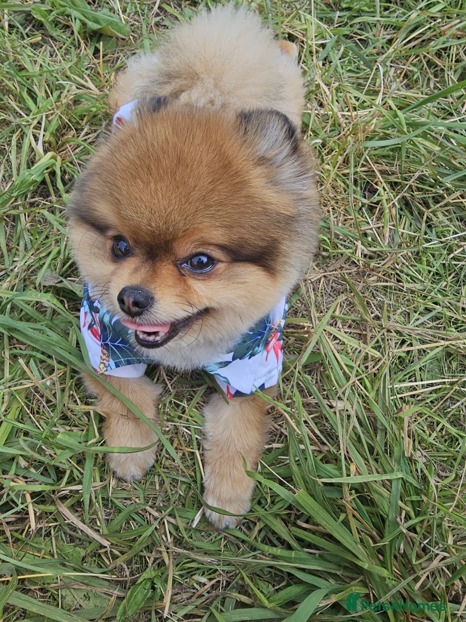 Pomeranian dogs Xx **   **  pomeranian puppy  - Advert 2