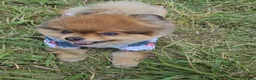 Pomeranian dogs for sale: Xx **   **  pomeranian puppy  in Doncaster - Advert 1