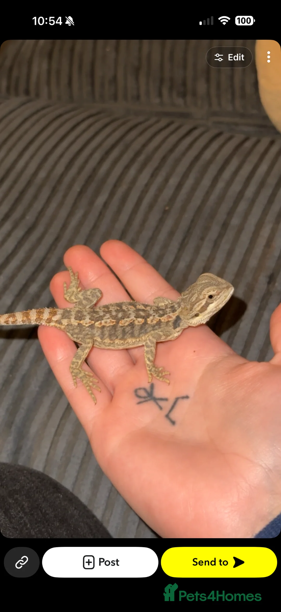Bearded Dragon reptiles for sale: Baby Bearded dragon and enclosure.  in Waterlooville - Advert 2