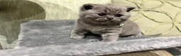 British Shorthair cats for sale: BSH beautiful Kittens 💗💙💗💙 - Advert 6