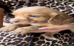 Cocker Spaniel dogs for sale: Gorgeous Lemon Cocker Spaniel Pups in Fordingbridge - Image 6