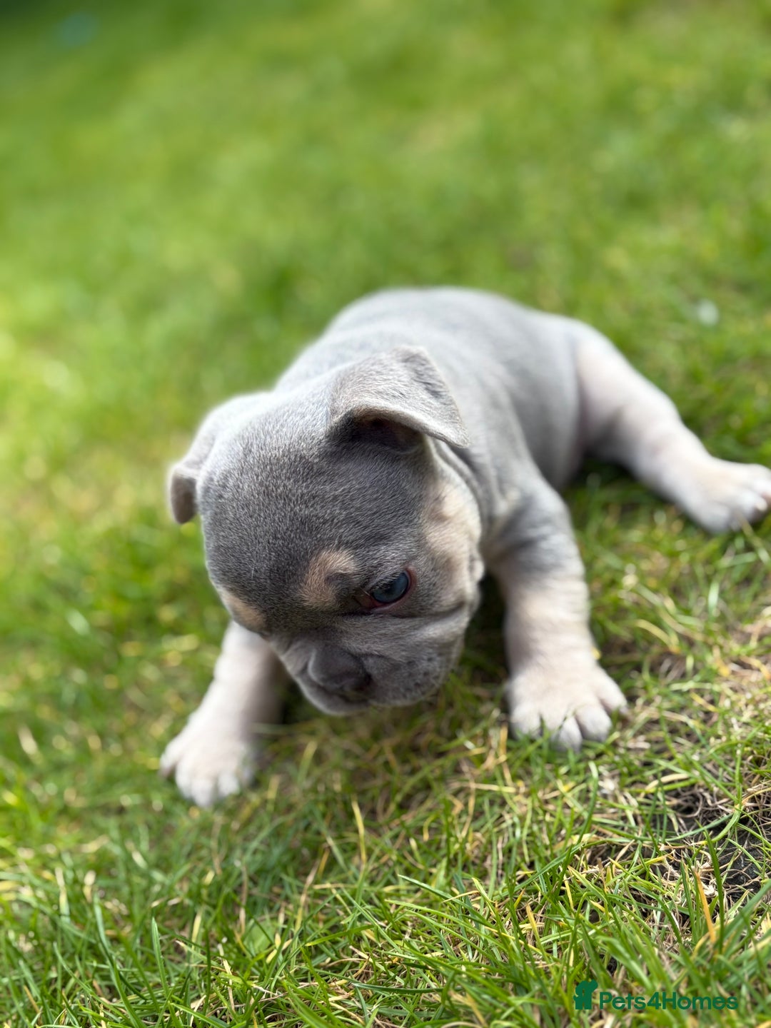 French Bulldog dogs for sale: Gorgeous French Bulldog Puppies For Sale  - Image 5
