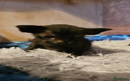 Oriental cats for sale:  GCCF Oriental Kittens For Sale - Image 26