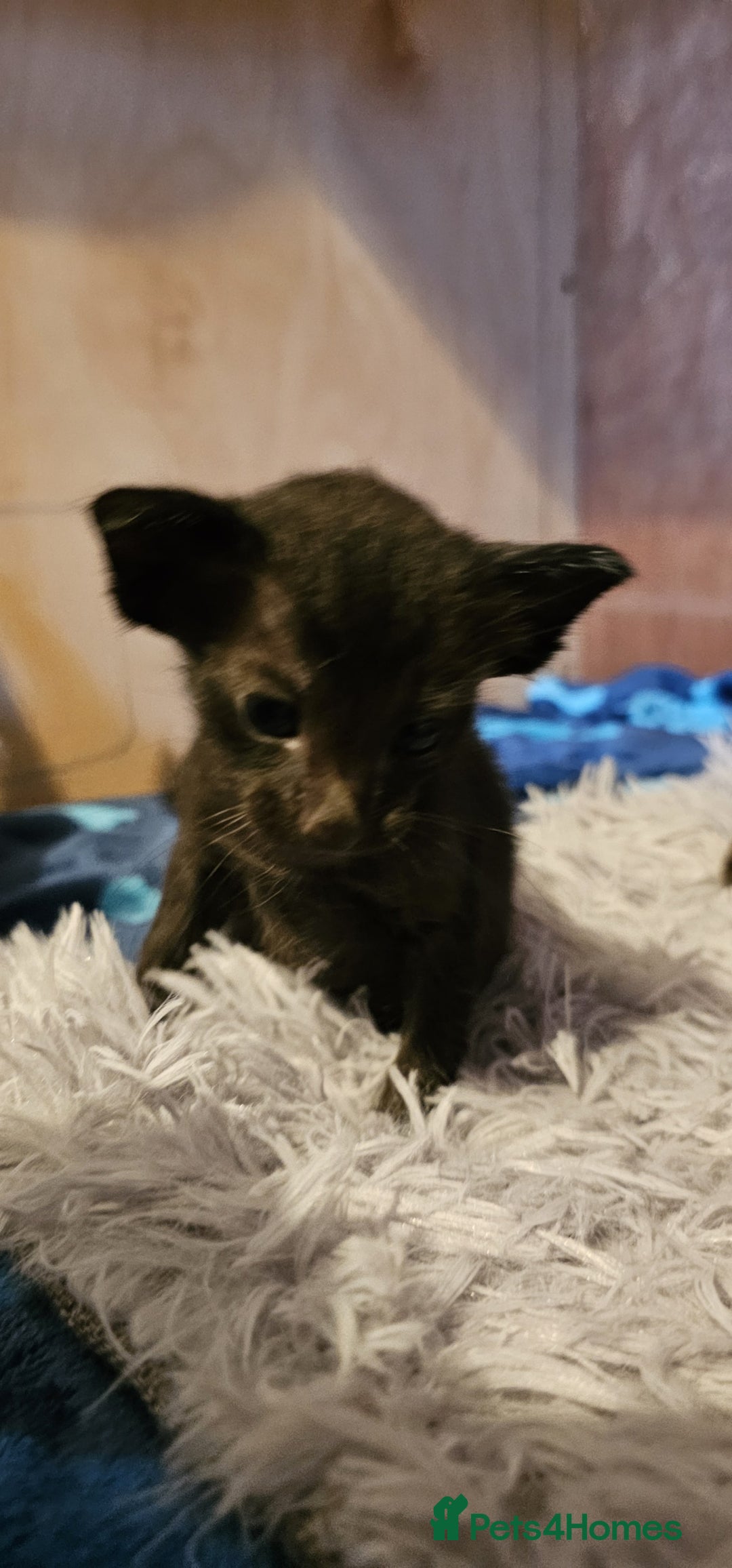 Oriental cats for sale:  GCCF Oriental Kittens For Sale - Image 26