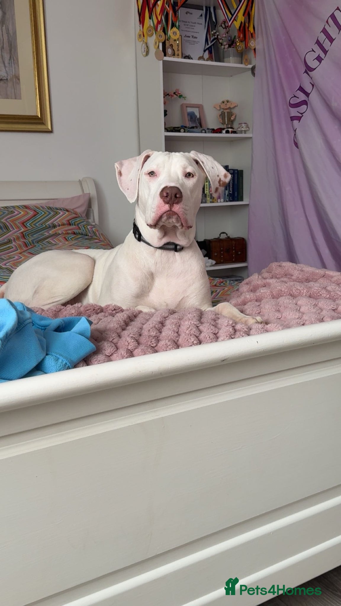 Mixed Breed dogs Cane Corso x Amstaff  - Advert 1