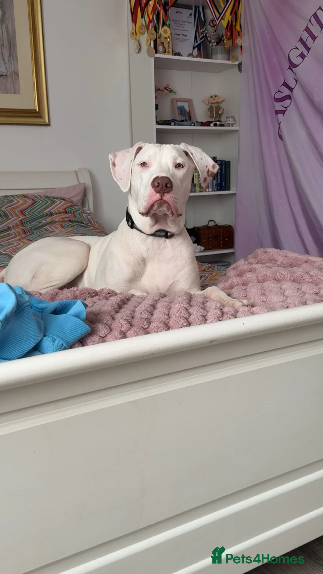 Mixed Breed dogs for sale: Cane Corso x Amstaff  in Airdrie - Advert 1