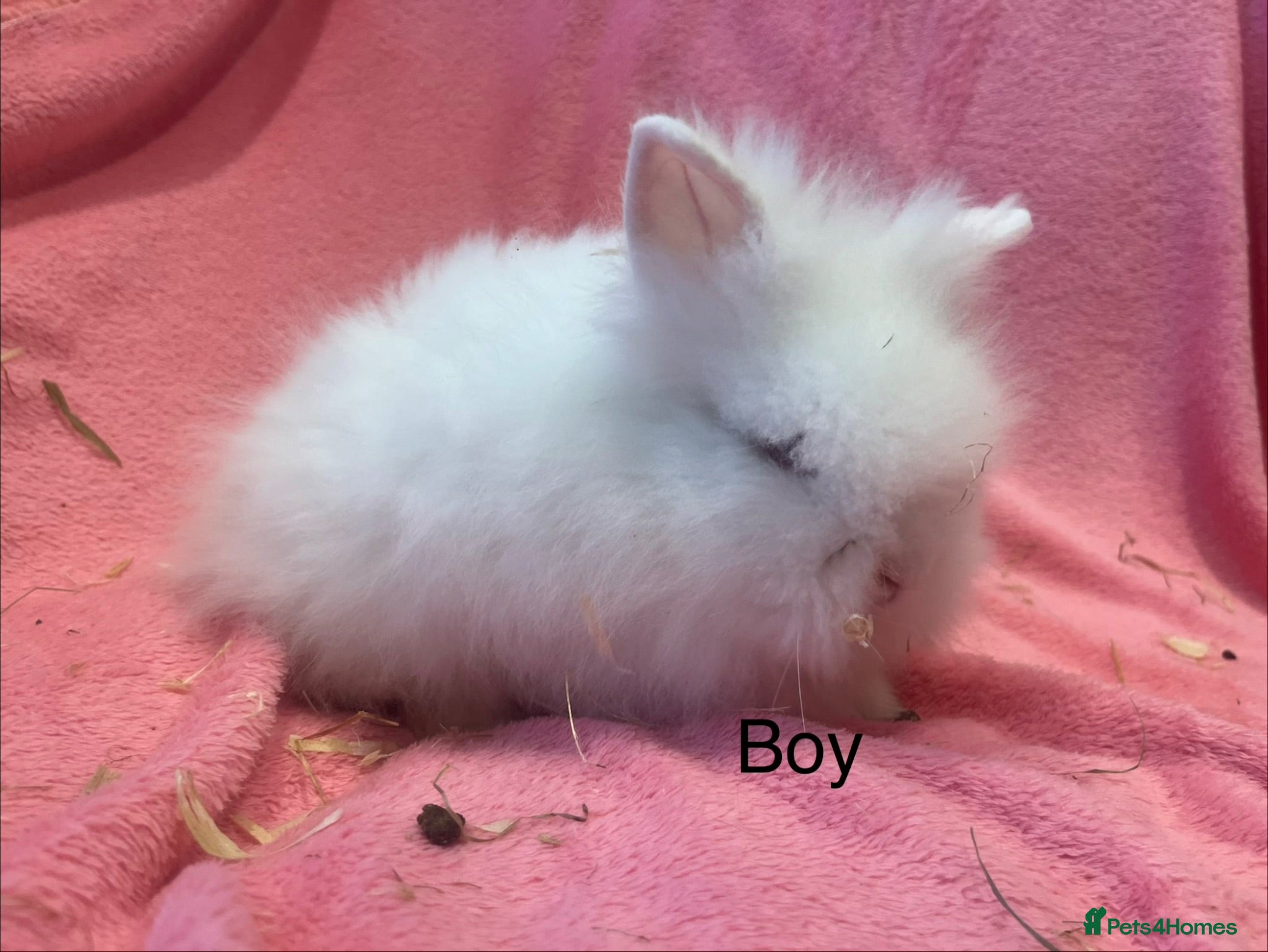 Lionhead rabbits Mini double maned lionheads  - Advert 2