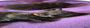 British Shorthair Kitten 5