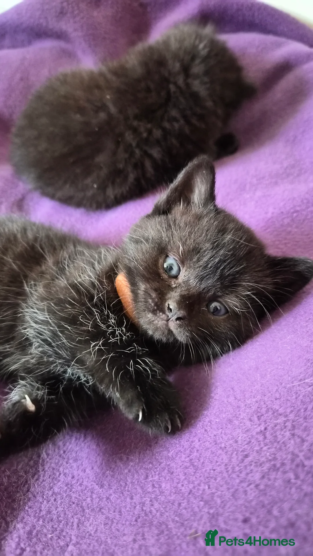British Shorthair cats for sale: Beautiful British Shorthair Cross Kittens - Advert 2