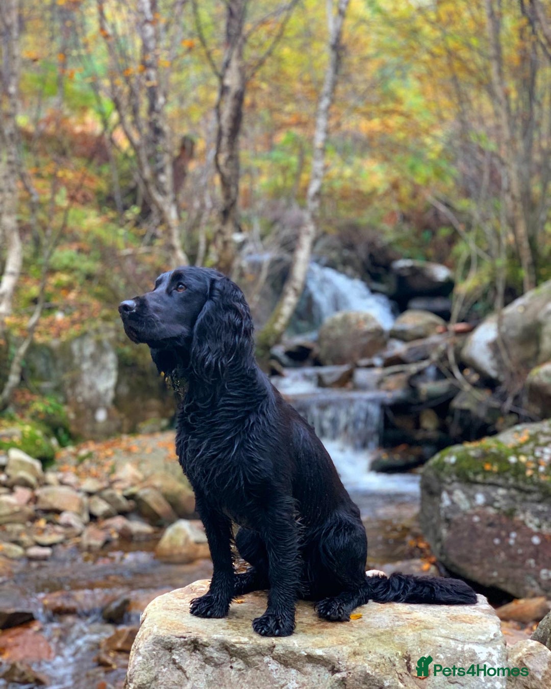 Cocker Spaniel dogs for stud: Working Cocker Spaniel Stud in Wilmslow - Advert 3