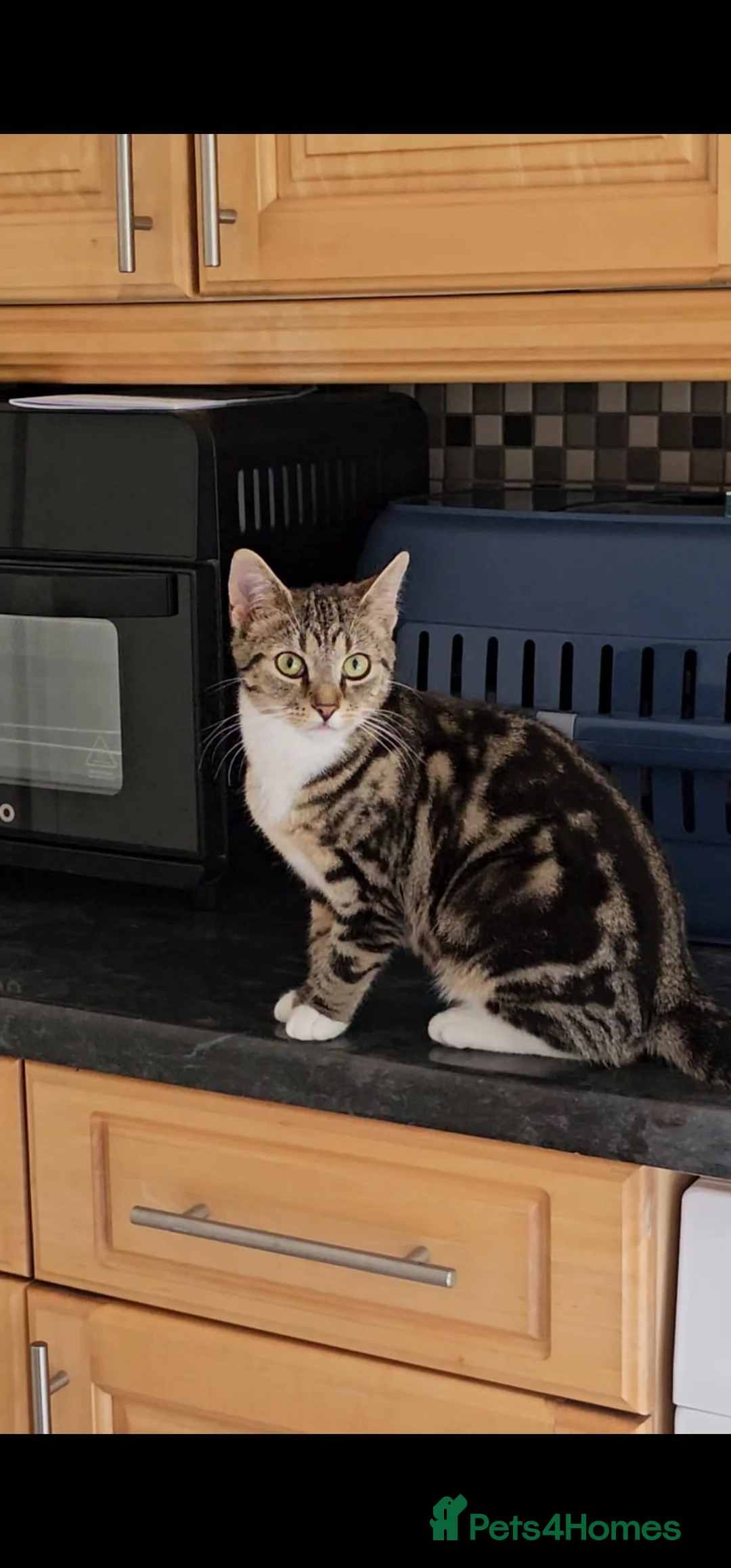 Domestic Shorthair cats for sale: Beautiful 7 Months Female Tabby Cat Very Friendly in Birmingham - Advert 1