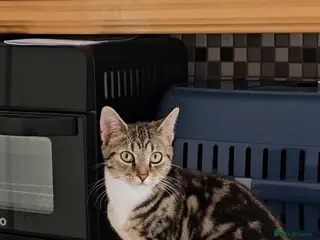 Domestic Shorthair cats Beautiful 7 Months Female Tabby Cat Very Friendly - Advert 9