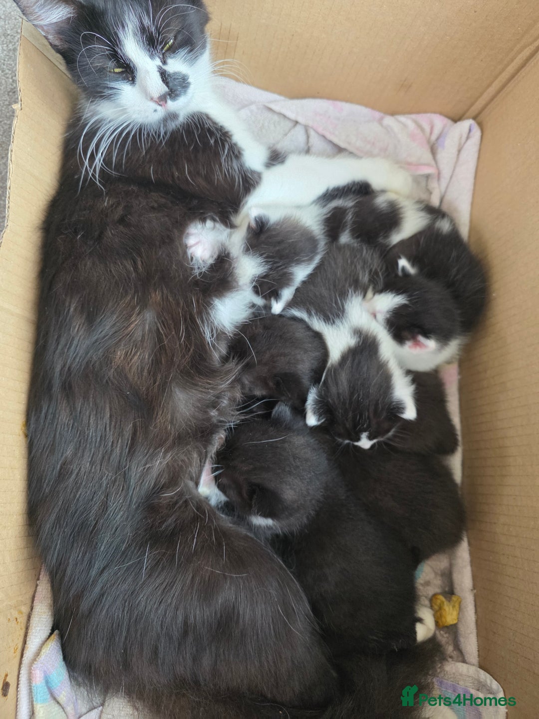 British Longhair cats for sale: 2 kittens ready to go  - Image 9