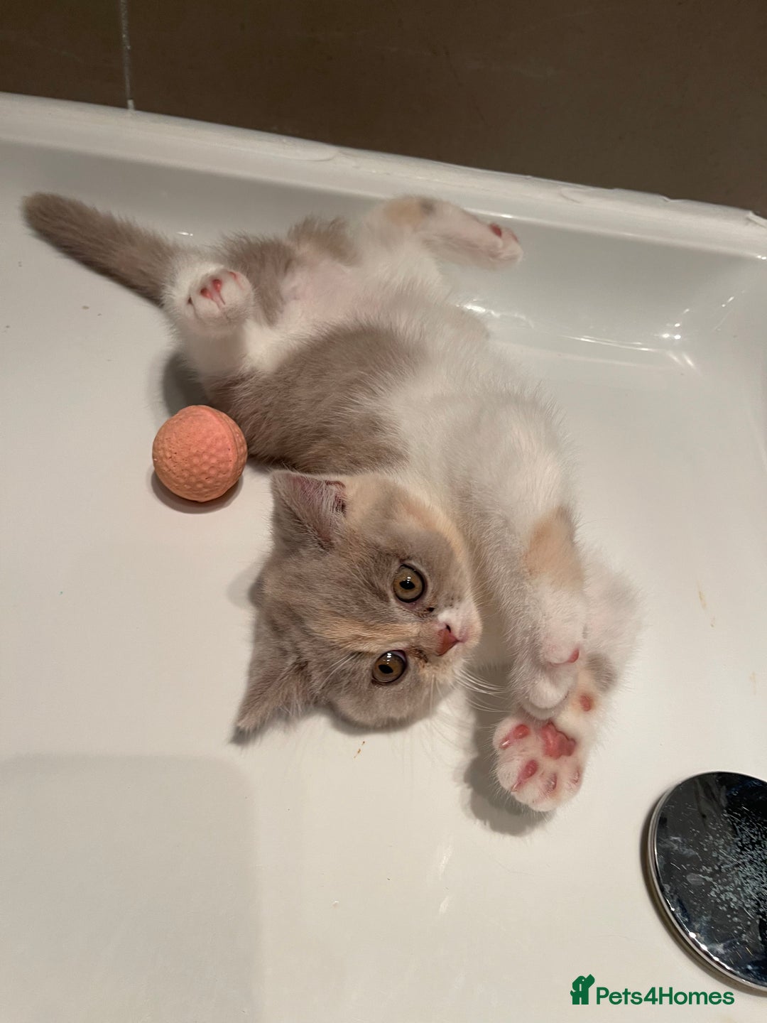 British Shorthair cats for sale: British Shorthair, Ready to be rehomed - Advert 24