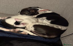 Mixed Breed dogs for adoption: Roxie – A Gentle Soul Ready for Her Forever Home - Image 8