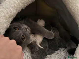 Scottish Fold cats 5 Beautiful Scottish Fold & straight Kittens - Advert 3