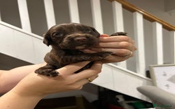 Sprocker dogs for sale: Sprocker pups  - Image 8