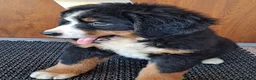 Bernese Mountain Dog dogs for sale: Stunning Bernese mountain girl  in Leeds - Advert 4