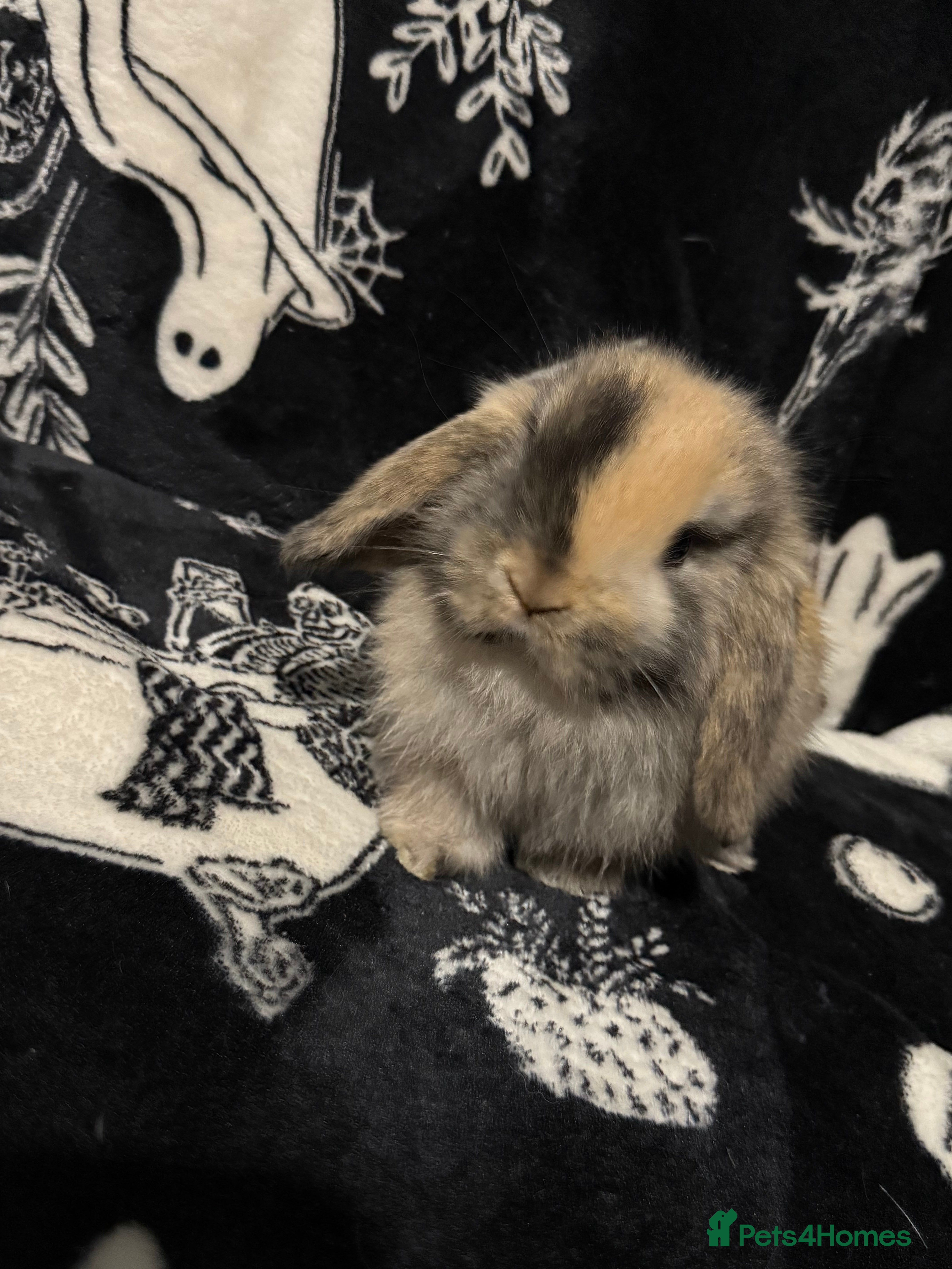 Mini Lop rabbits 3 Harlequin Mini and 1 Spotted Lops Available - Advert 1