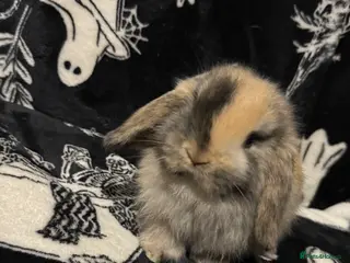 Mini Lop rabbits 3 Harlequin Mini and 1 Spotted Lops Available - Advert 6