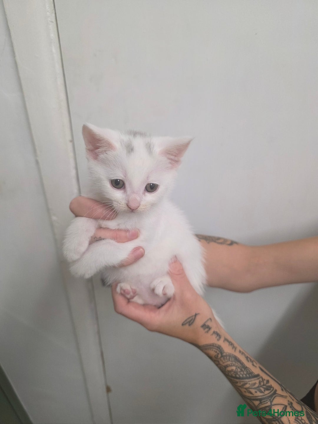 Turkish Angora cats for sale: Turkish angora kittens - Image 15