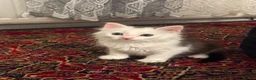 Domestic Shorthair cats for sale: Kitten Looking for a Loving Home 🐾 - Advert 4