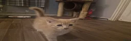 Mixed Breed cats for sale: 2 Male and 1 Female kitten for sale £60 Each  in Chichester - Advert 4