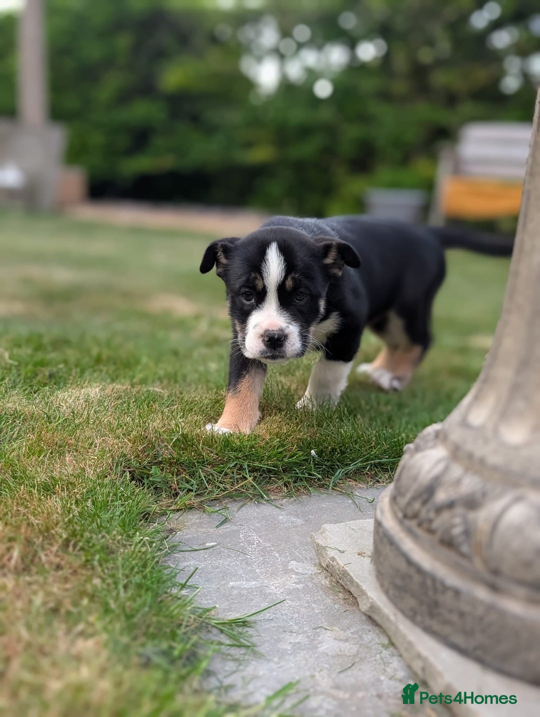 Mixed Breed dogs for sale: Bullimute rare breed ready now  - Advert 25