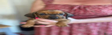 Dachshund 5