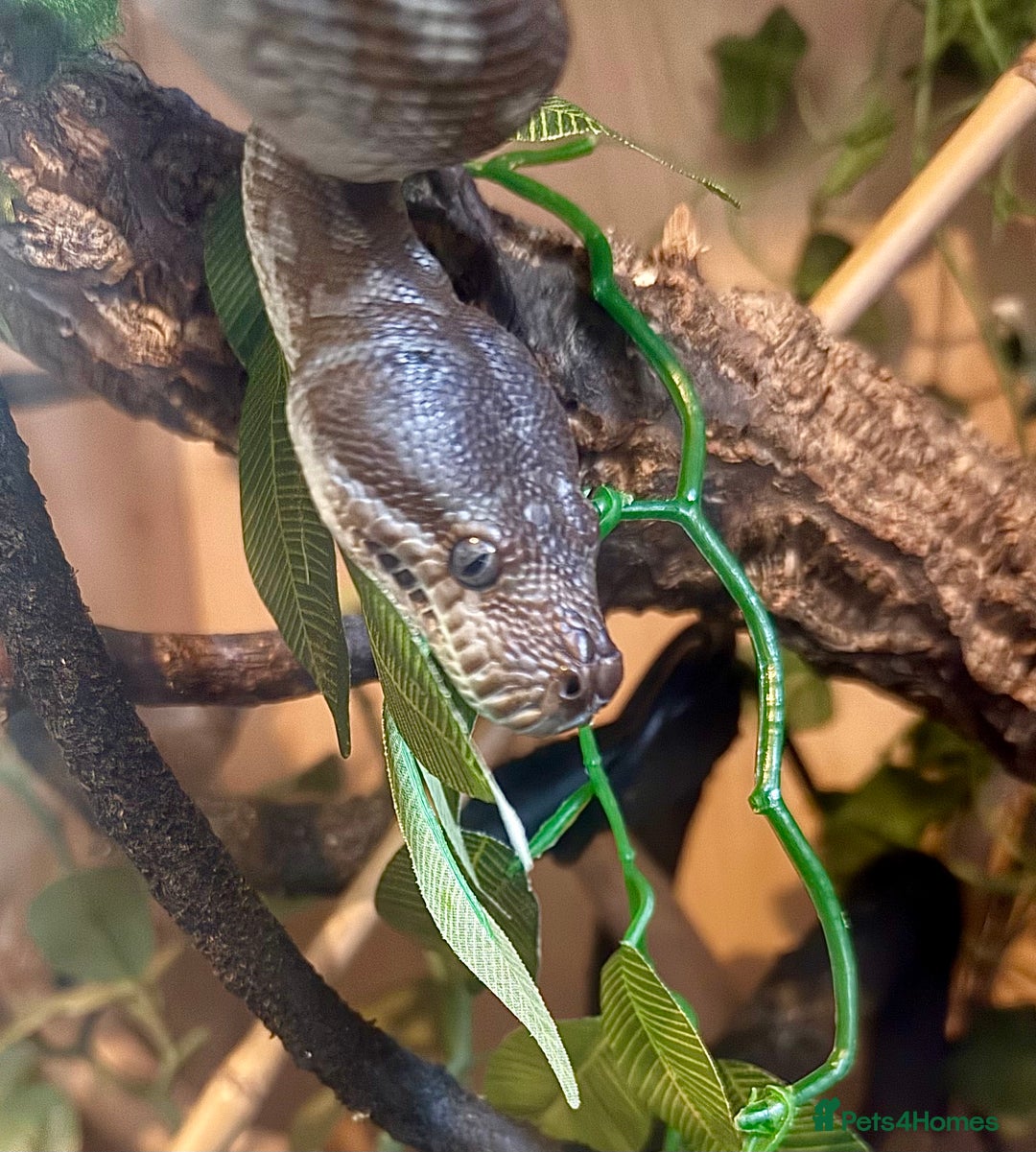 Python Snake reptiles for sale: CB23 Female Morelia Bredli - Image 3